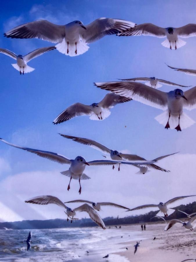 Ich Kenne Ein Haus Am Meer Neuendorf  Exterior foto